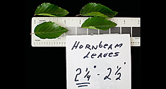 Leaf Size Before defoliation